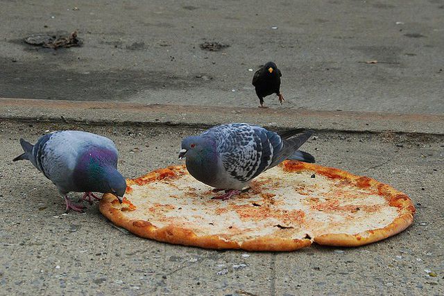 Ray's Pizza: for the birds?